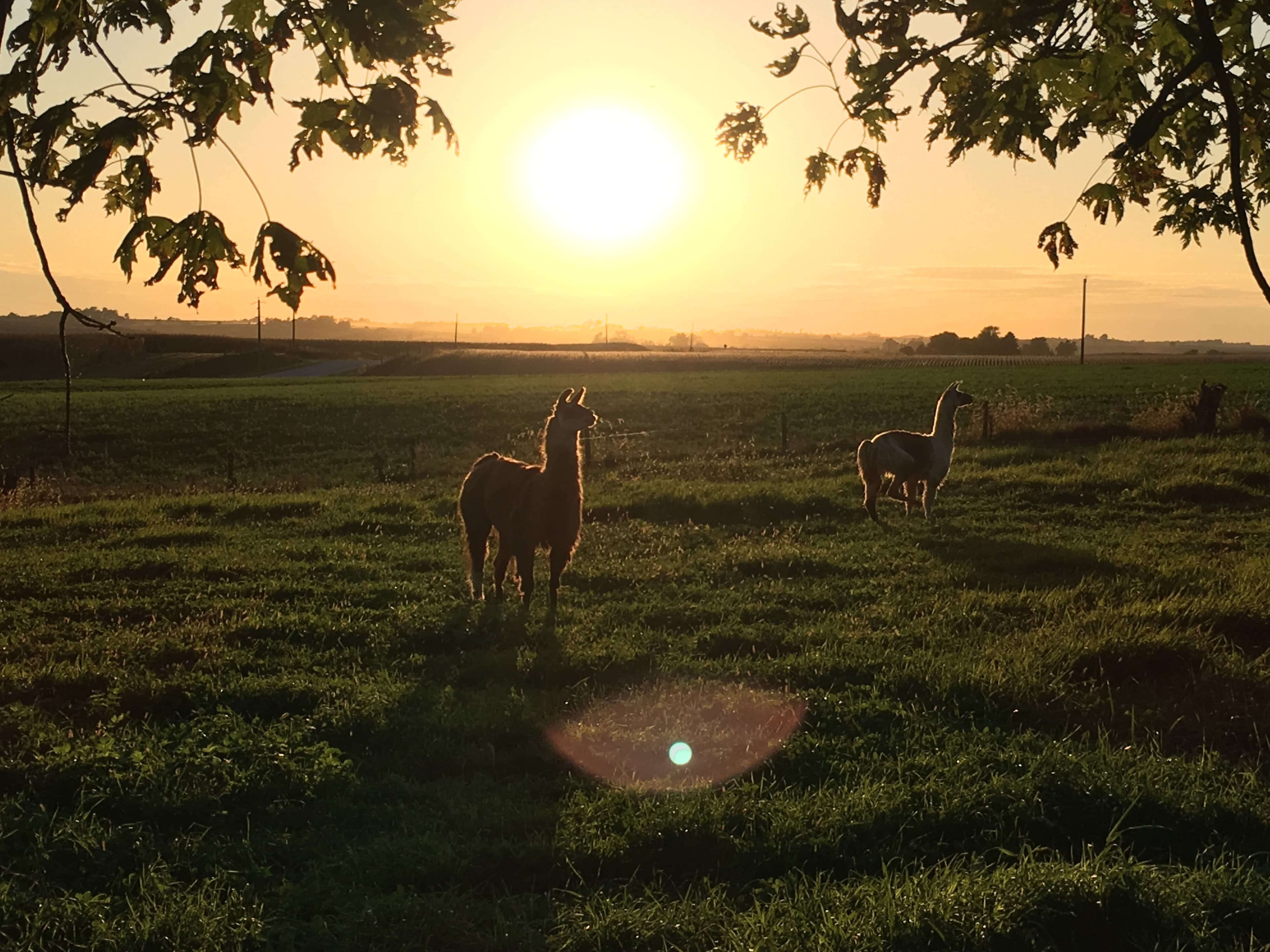 Jake and Elwood, the llamas, at sunset